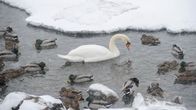 A dozen mallard ducks and a white swan in the water, surrounded by ice and snow.