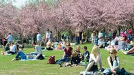 People enjoying the cherry blossom trees in Roihuvuori Kirsikkapuisto. Helsinki. 13.05.2021.