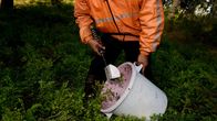 A person picking berries in a forest with a hand scoop and a white bucket and their head cropped out of the photo.