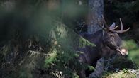 hirvi piiloutuneena metsään.