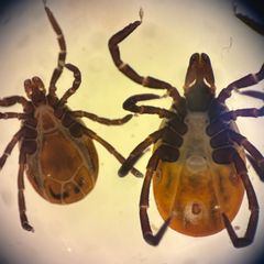 Magnified close-up of two brown ticks.