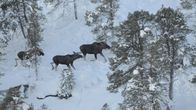 Hirviä kulkee metsässä Inarissa. 