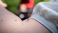 Lähikuva hyttysestä kädellä, Jollaksen räme, 4.6.2019.