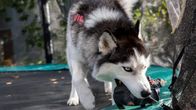 huskykoira jahtaa lelua trampoliinilla pihalla.