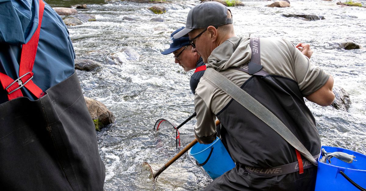 Rare salmon rose to a record length in the river where the power plants were dismantled - the first time in over a hundred years