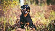 Hilma-rottweiler