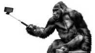 Gorilla ottaa selfiekepillä selfietä.