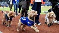 Koirat esittäytyvät baseball-ottelun kentällä pukeutuneina joukkueen faniasuihin.