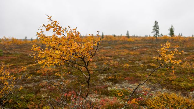 Tunturikoivu ruskassa Saariselällä. Myös ruostesieni näkyy lehdissä. Taustalla epäselvästi näkyy enemmän ruskakoivuja.