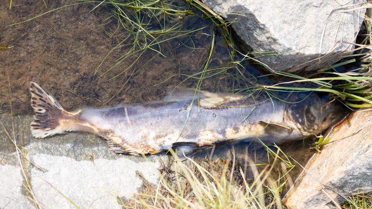 Kuollut kyttyrälohi Näätämöjoen rannalla