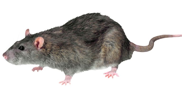 Raahessa on merkittävä rottaongelma: Pirttipaljaksen alueen ...