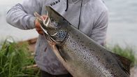 Veikka Körkkö esittelee juuri pyytämäänsä lohta Tornionjoen rannalla Pellossa