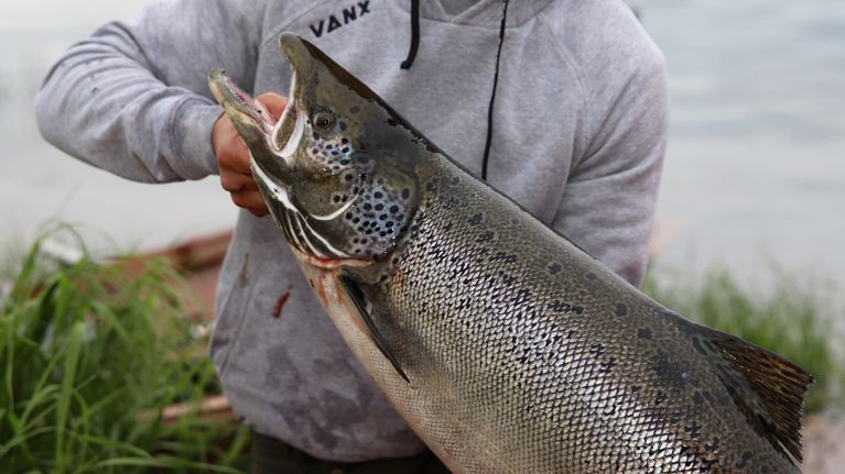 Veikka Körkkö esittelee juuri pyytämäänsä lohta Tornionjoen rannalla Pellossa