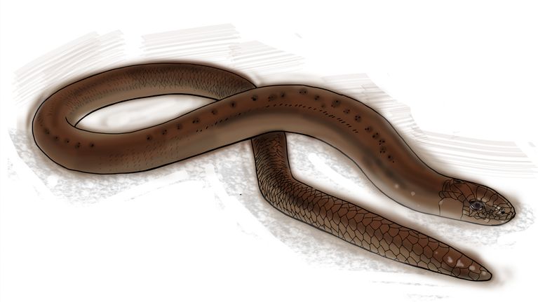 piirroskuva vaskitsa