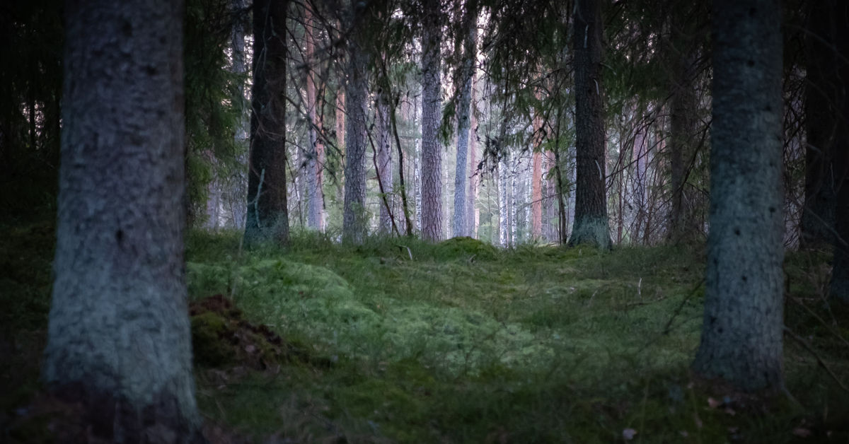 Suomalainen tutkimus löysi uuden mekanismin, jolla havupuun pihka parantaa haavoja