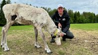 Juha Kujala, poroisäntä. Oivangin paliskunta Kuusamo.