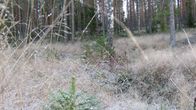 Kuuraista maan pintaa ja heinikkoa metsässä.