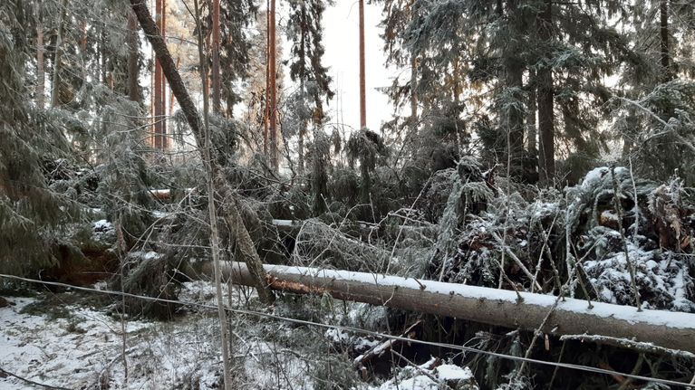Kaatuneita puita ja sähköjohtoja Hannes-myrskyn jälkeen Seinäjoen Hyllykalliolla. 