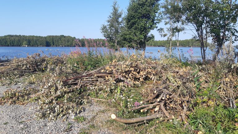 Kemissä ennallistetaan uhanalaisia ranta- ja vesialueita: Ajos on ...