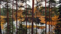 Tallskog i höstväder och en sjö i mitten.
