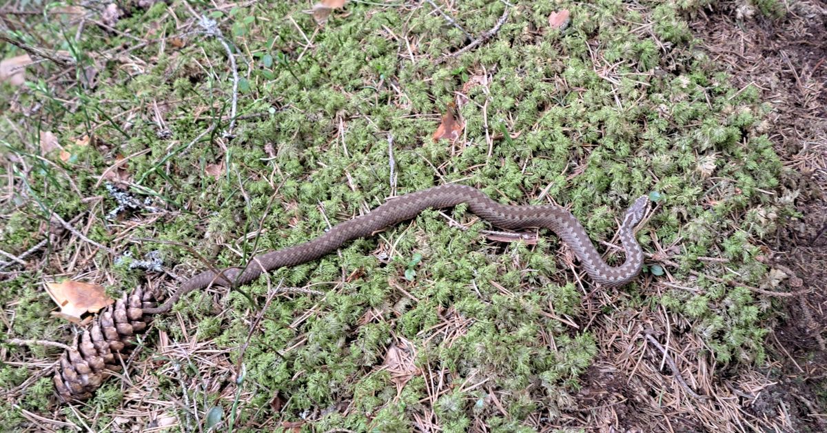 Kyytä etsittiin omakotitalon keittiöstä Kokkolassa – päivittäin niitä kohtaava: ”Kyy ei tule sisälle hyökätäkseen”