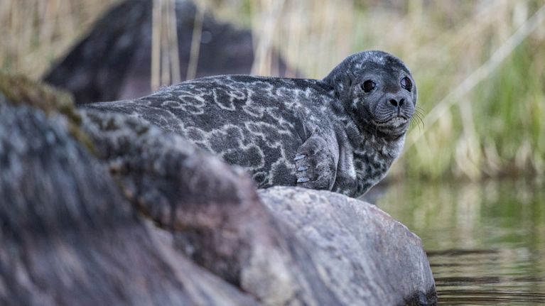 Photo shows a Saimaa ringed seal sitting on a rock.