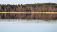 En sjö med spegelblankt vatten och en skog längs horisonten, samt en ryggfena av en tumlare i vattnet.