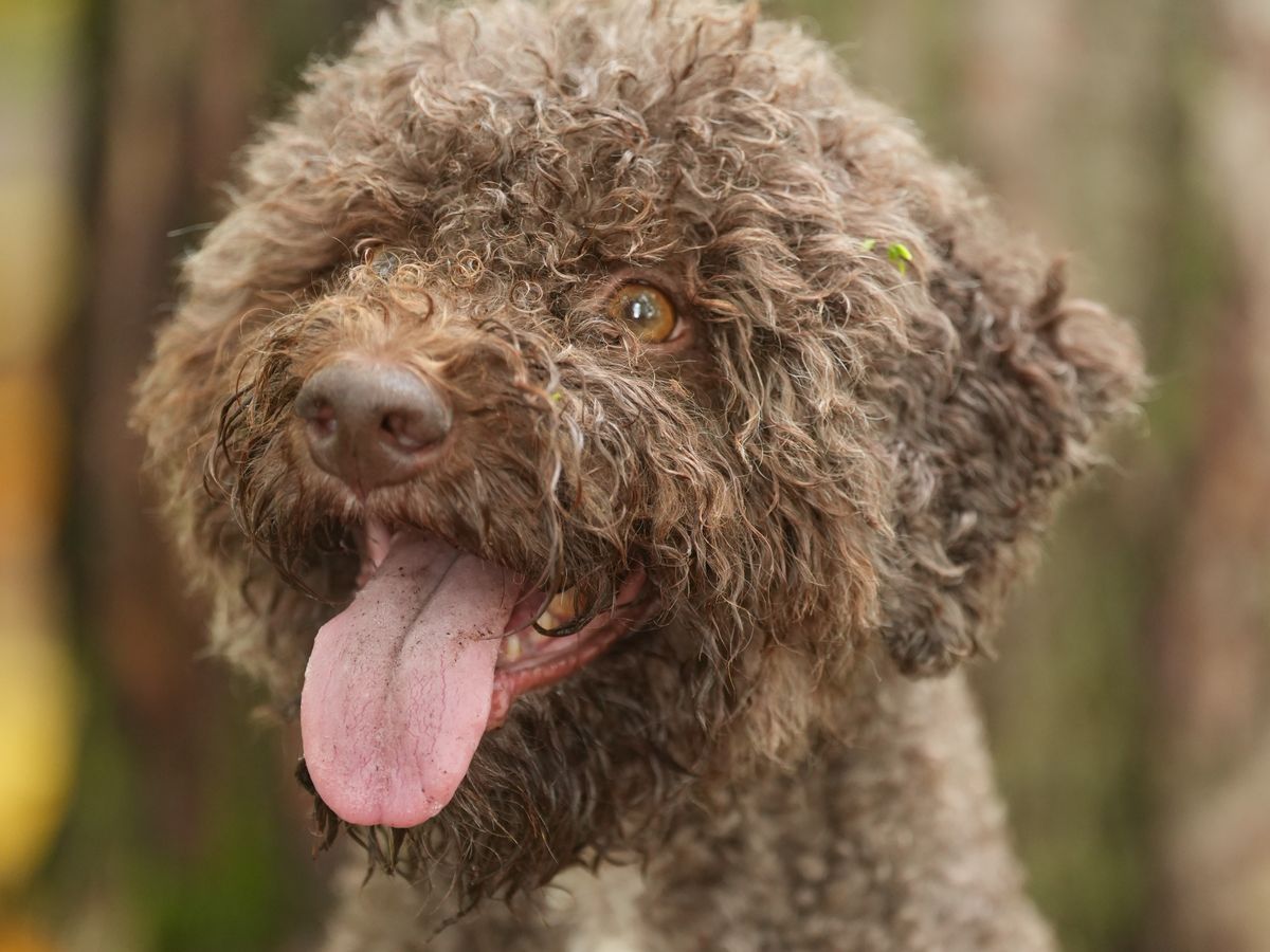 Popular Puppy Cam returns: Yle's beloved program delights Finns once again