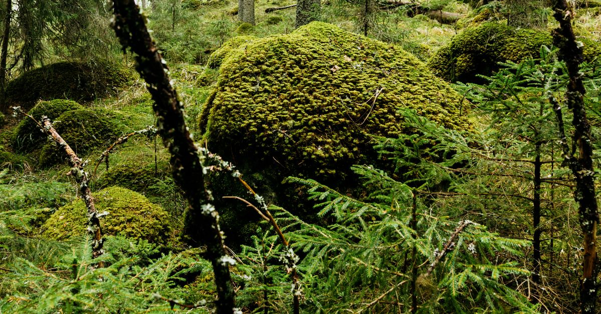 Finland prepares EU forest restoration plan behind closed doors, raising legal concerns