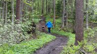 Koiran ulkoiluttaja kävelee Lappeenrannan Lauritsalan Furulundin puistoalueen polkua vanhassa metsässä.