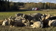 Kaatuneesta rekasta pelastetut hiehot niityllä.