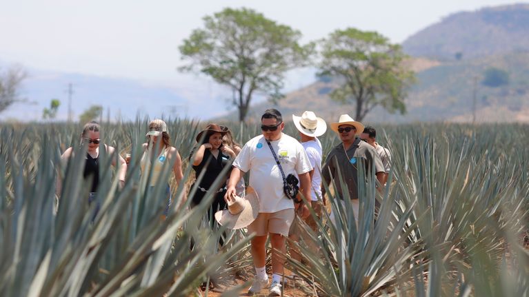 En grupp turistklädda personer går bland tequila-agaveplantor.