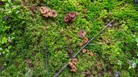Wild mushrooms in miss pictured from above.
