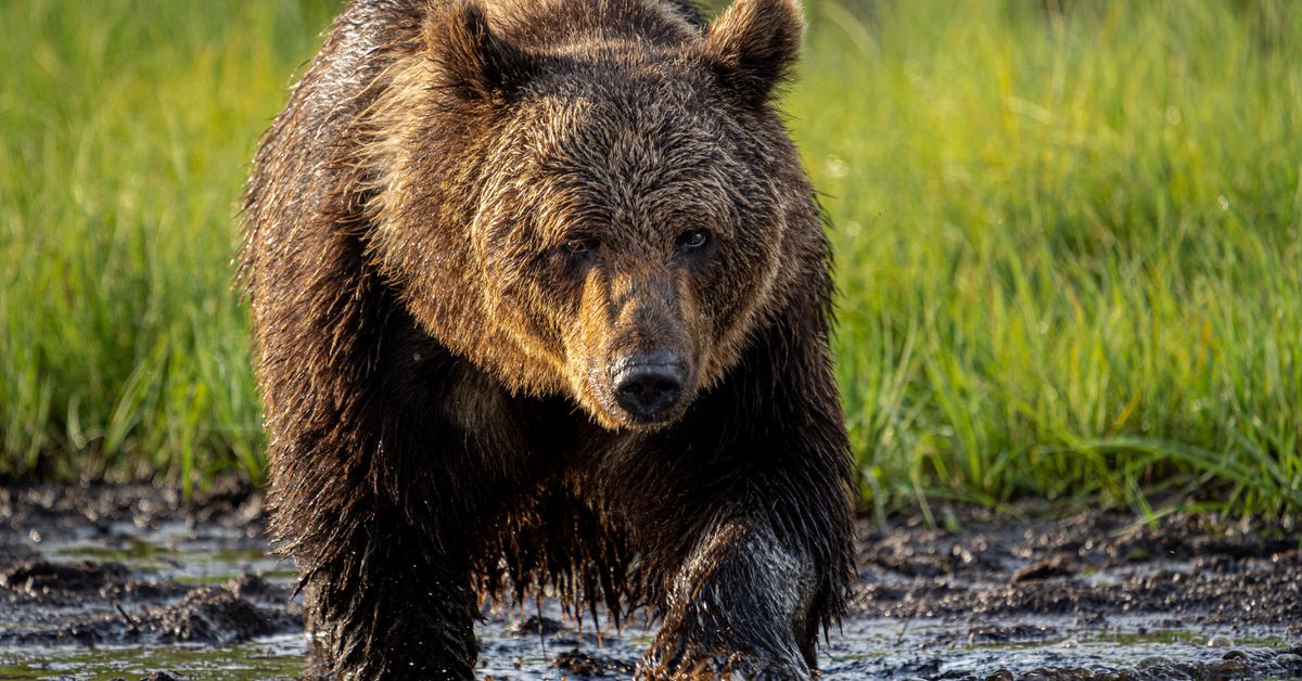 Nuoret karhut ovat nyt liikkeellä – näin karhu juoksi auton edestä Kouvolassa