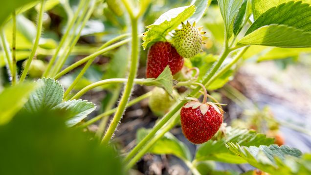 Close-up of a berry plant with two ripe strawberries and one green one.
