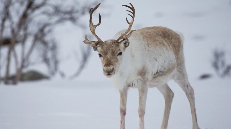 Poro Kilpisjärven tunturimaisemassa kevättalvella.
