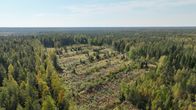 Kuvassa näkyy laaja metsäalue, jossa on selvästi havaittavissa metsän keskelle hakattu avoin alue, ja metsän reunassa seisoo yksittäisiä puita avohakkuun keskellä.