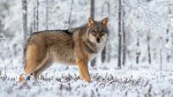 Photo shows a wolf in a forest.
