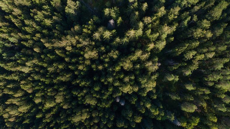 Metsää Sipoonkorven kansallispuistossa.