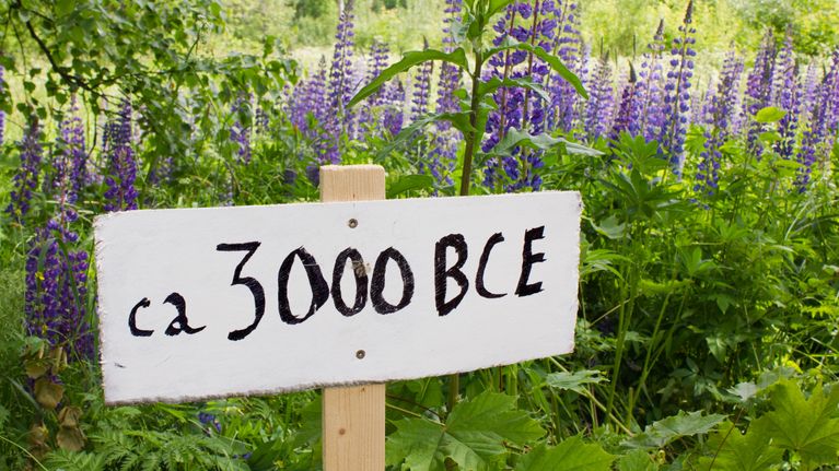Kyltti kukkaniityn edessä sanoo "ca 3000 bce"