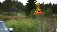 Hirvivaaramerkki, jonka yläpuolella keltainen varoitusvalo.
