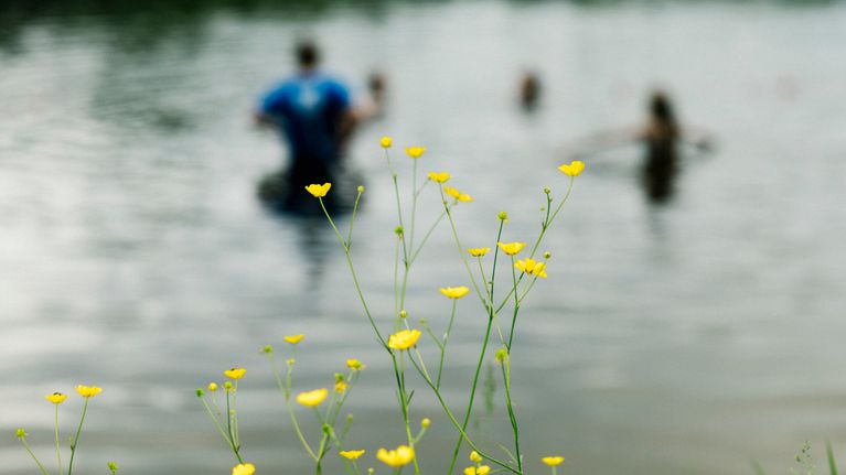 Knallgula sommarblommor, i bakgrunden syns människor i vattnet.