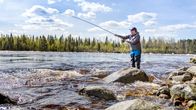 Kalastusmatkailija Janne Korhonen perhokalastamassa Tornionjoella Ylitorniolla