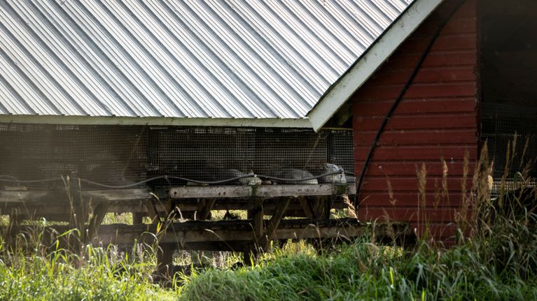 Djur i bur på pälsfarm.