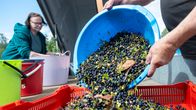 A person is pouring blueberries from a blue bucket into a red tray outside.