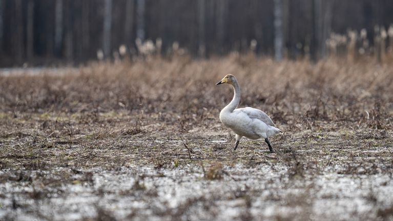 Joutsen kävelee kostealla pellolla metsätaustaa vasten.