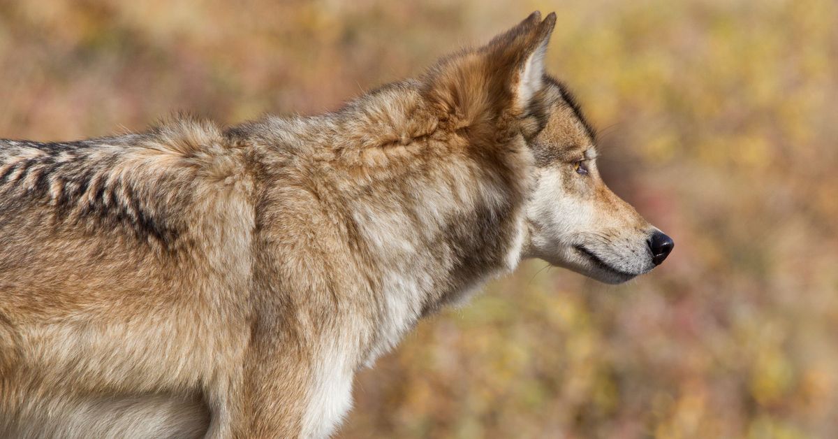 DNA-analyysit paljastavat koirasuden liikkuneen Närpiön alueella ...