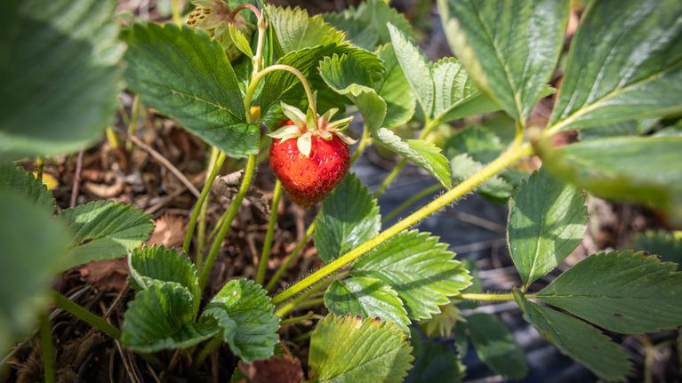 En röd jordgubbe hänger från en grön planta med flera blad, omgivna av jord och växtlighet.