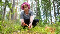 Punahattuinen nainen putsaa kyykyssä sieniveitsellä pientä kantarelliä metsässä.