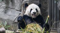 Panda syö bambua eläintarhassa. 